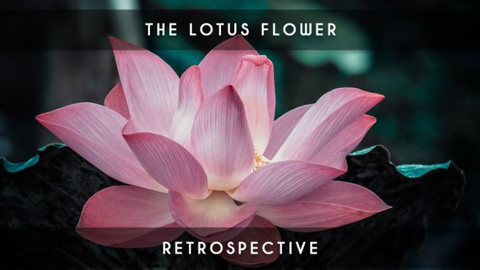 lotus flower retrospective